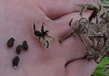 borage seed.jpg